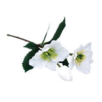 Christrose weiß