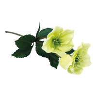 Christrose lindgrün