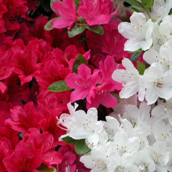 Prima Azalea japonica in Sorten C2 20-25