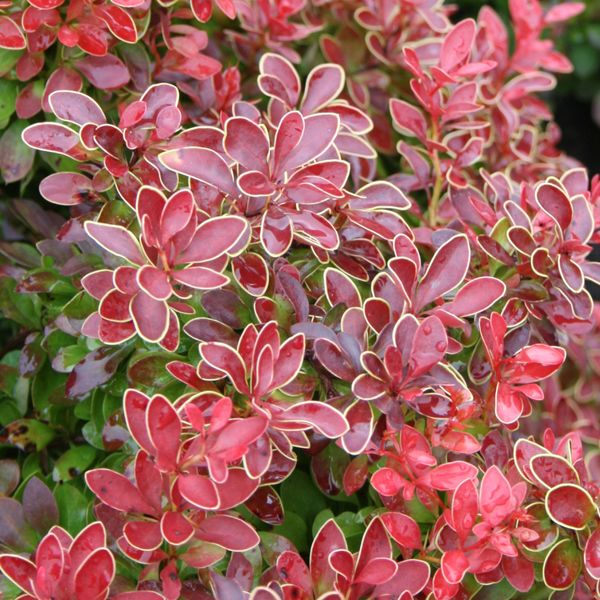 Prima Berberis thunbergi Admiration C4,5 Berberitze