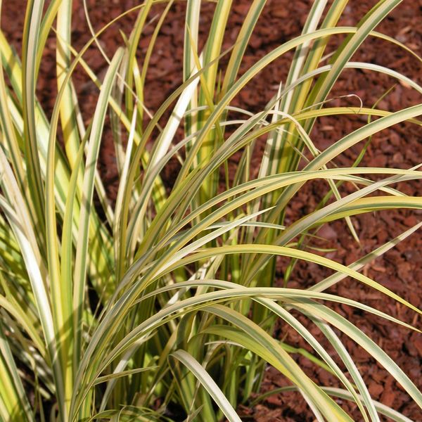Prima Acorus gramineus Ogon C2,8 Weißgestreifter Gras-Kalmus