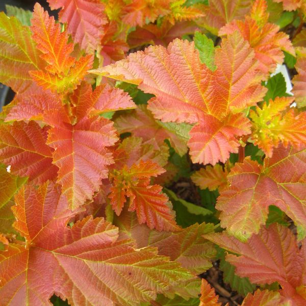 Physocar. opuli. AmberJubilee C4,5 Blasenspiere