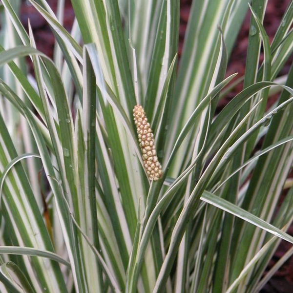 Prima Acorus gramineus Variegatus C2,8 Weißgestreifter Gras-Kalmus