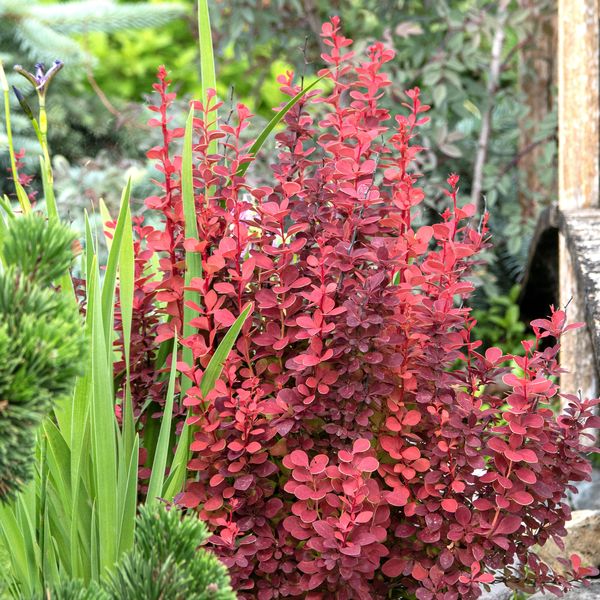 Prima Berberis thunb. Orange Rocket C4,5 Berberitze