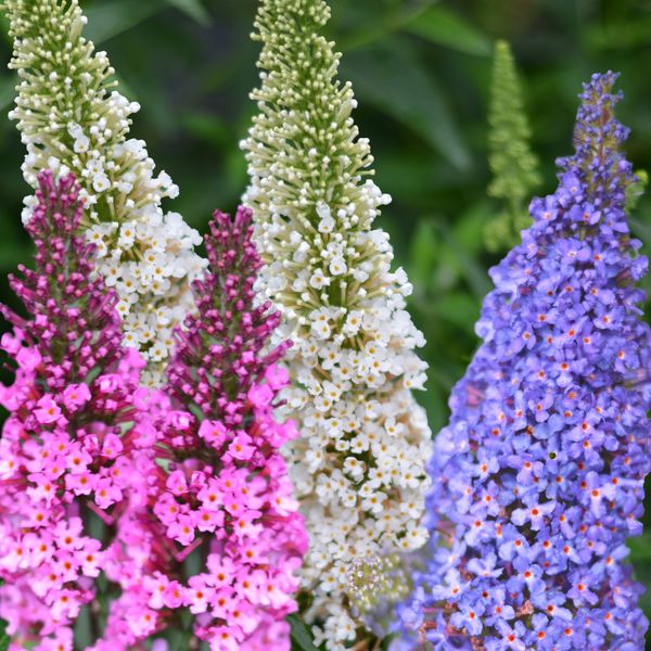Prima Buddleja davidii in Sorten C4,5 Sommerflieder