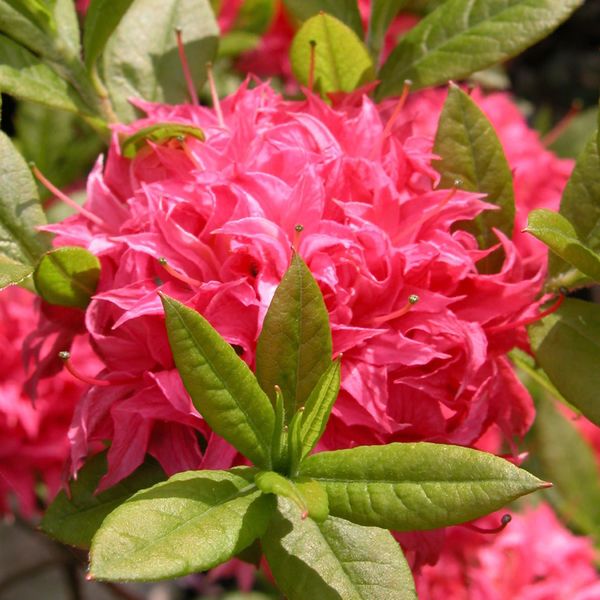 Prima Azalea knap hill Homebush C6 Schmuck-Azalee