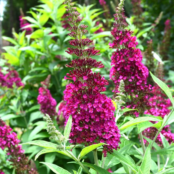 Prima Buddleja davidi FunkyFuchsia  C4,5 Sommerflieder