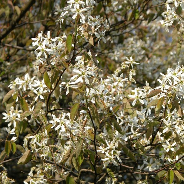 Prima Amelanchier lamarckii C4,5 Felsenbirne