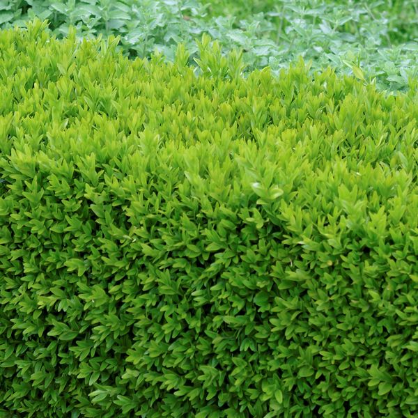 Prima Buxus semperv. arborescens KegelC5 Buxbaum Kegel