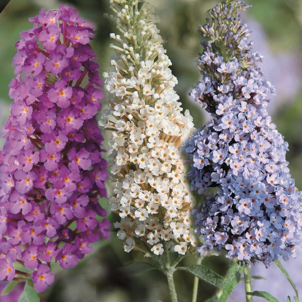 Prima Buddleja Buzz Trio C5 Zwerg-Sommerflieder