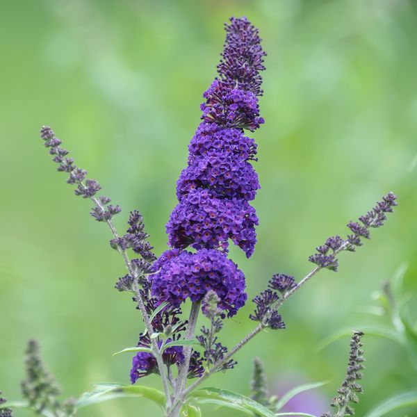 Prima Buddleja davidii Black Knight C4,5 Sommerflieder