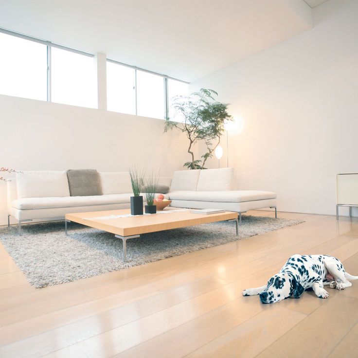 Liegender Hund auf Boden im Wohnzimmer